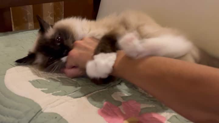 takegaeruのインスタグラム：「久々にカミカミケリケリ頂きました ちょっと激しくない😭？？  #cat #猫 #ragdoll #ラグドール #ホワイトポッチーズ」