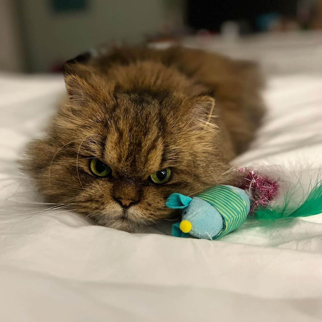 のインスタグラム：「Thank you for all the ❤️ Smushball is doing much better and we are all very happy about it.」