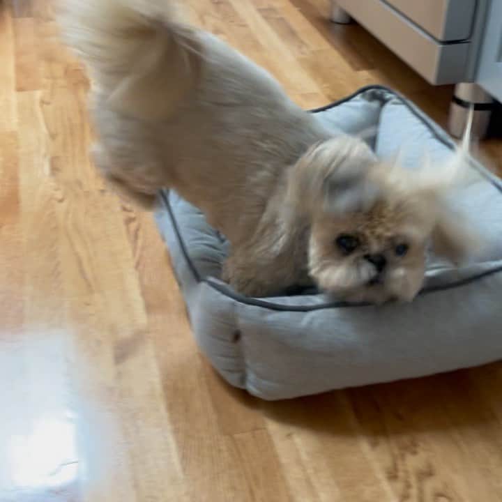 Dougie the Shih Tzuのインスタグラム：「Treat protocol. #fridaymomentofzen」