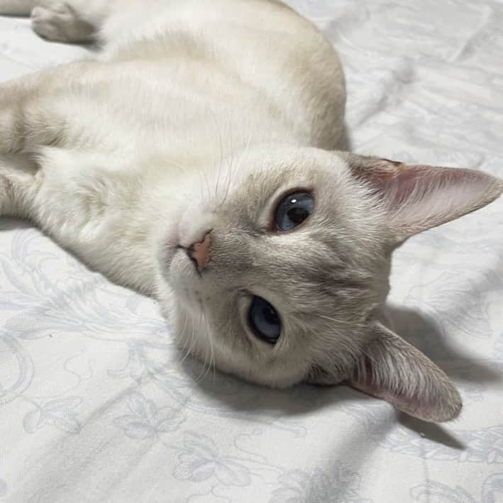 五十嵐健太のインスタグラム：「おやすみ^ - ^ #猫　#cat #シャムミックス　#シャムトラ」