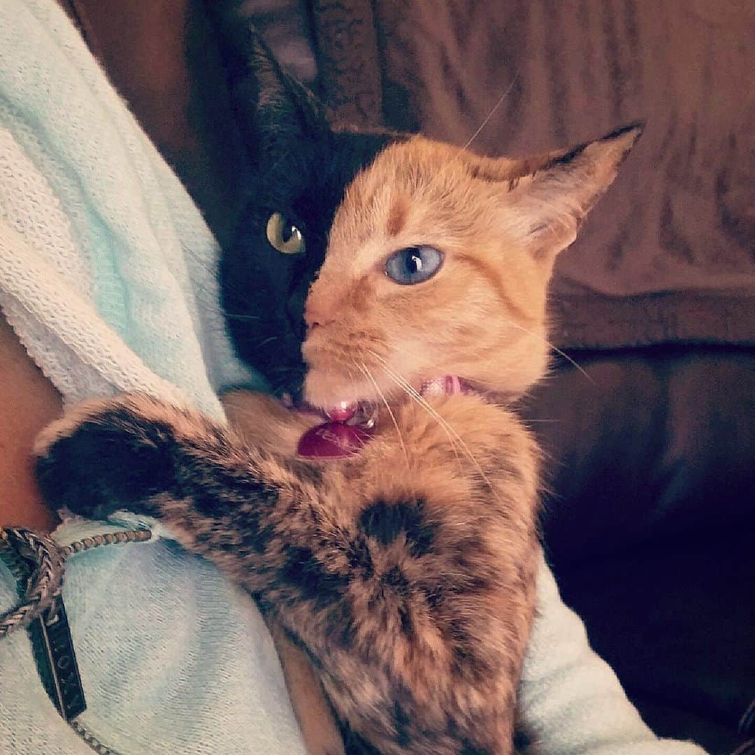 Venus Cat さんのインスタグラム写真 - (Venus Cat Instagram)「#fbf in mama’s arms. Who else’s kitties like to be carried and held this way? 😻 #flashbackfriday #almostmybirthday」7月2日 2時40分 - venustwofacecat