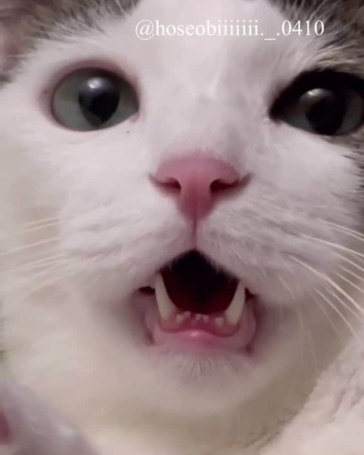 Cats of Instagramのインスタグラム：「From @hoseobiiiiiii._.0410: "화가 많은 김호섭 선생,, 자기야 그만 칭얼거려⁠ ⁠ 1번은 목소리만 넣은 영상⁠ 2번은 원본입니닼ㅋㅋㅋㅋ" #catsofinstagram」