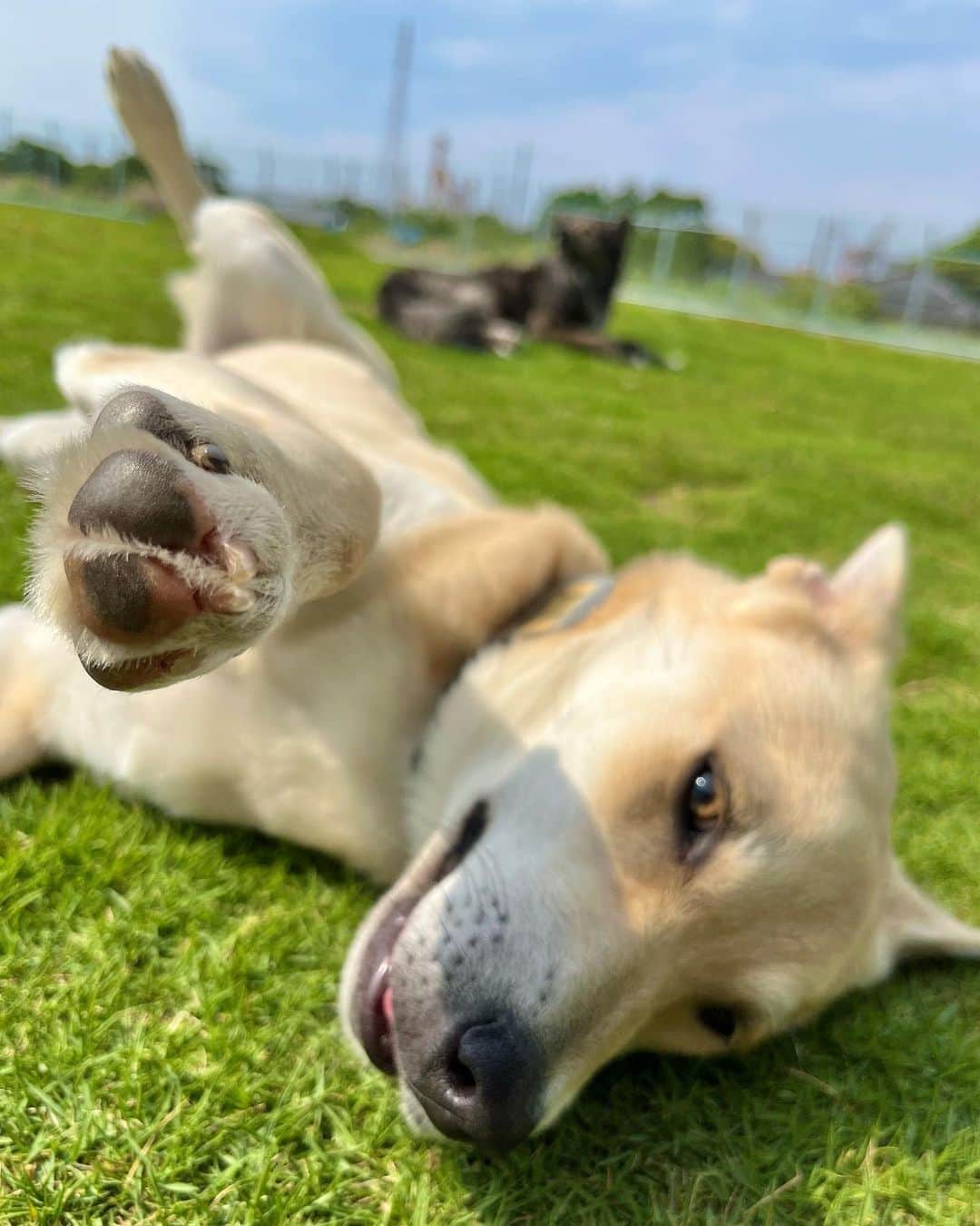 坂上忍のインスタグラム：「みんなおはよう！ 今日の20時は、 さかがみ家にチャンネルが配信されるよ〜！ 坂上パパから重大報告があるから、 要チェックだワン！！ よろしくね♪  名前：あいま 年齢：６ヶ月 性別：女の子 犬種：MIX 趣味：穴掘り  Good morning guys! We will update a new video on YouTube channel 8pm today! Sakagami papa has a big announcement so please check it out!  Name : Aima Age : 6 months  Gender : Girl  Breed : Mix Hobby : Digging holes   #さかがみ家 #保護犬 #保護猫 #里親募集中 #dog #cat #animals #nature #animallover #pets #cute #adaptable #dogs #cats #instaanimals #adaption #rescuedogs #rescuecats #puppy #kitten #japan #animalshelter」