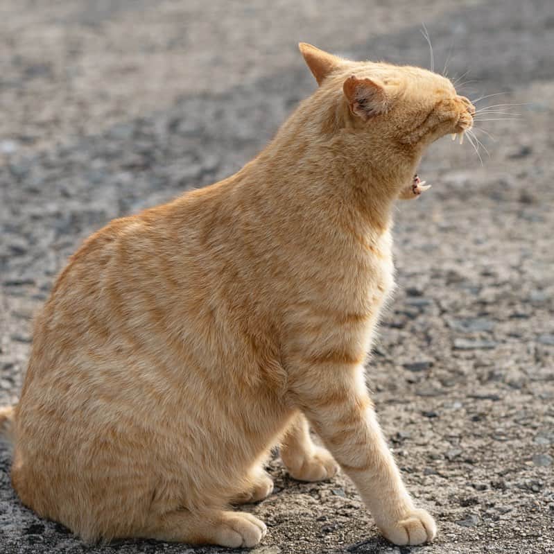 五十嵐健太のインスタグラム：「おはよう(=^x^=) #茶トラ　#茶トラ猫」