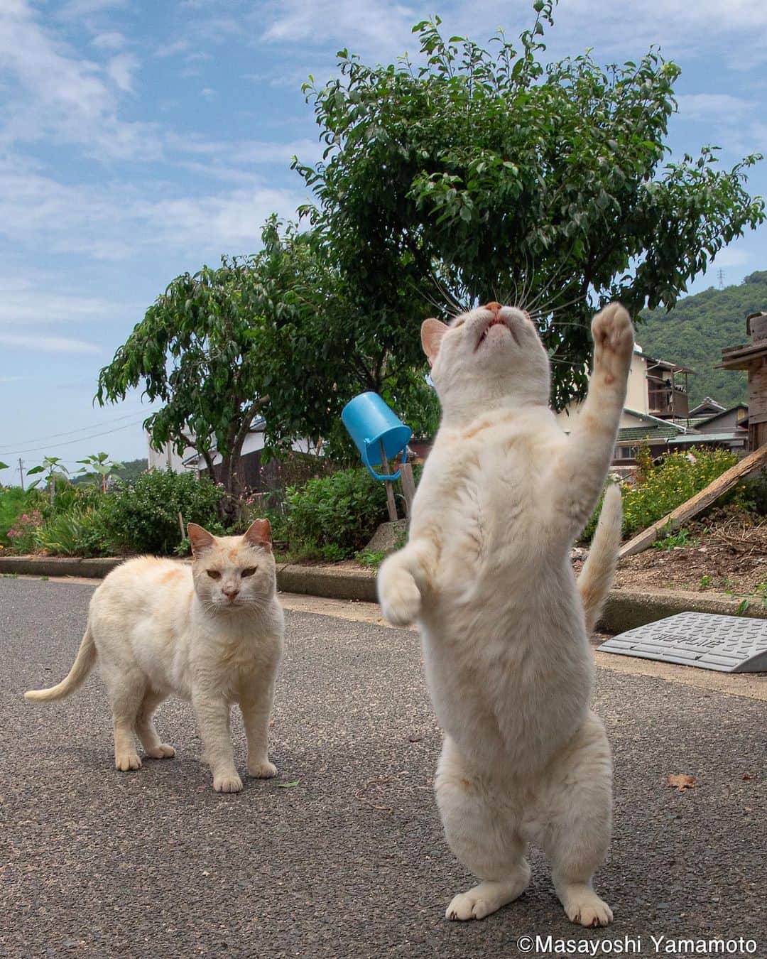 山本正義さんのインスタグラム写真 - (山本正義Instagram)「しっぽもぴーん❗️  The cat stuck its tail up.  #ねこ #猫 #cat」7月2日 8時51分 - tachineko.ym