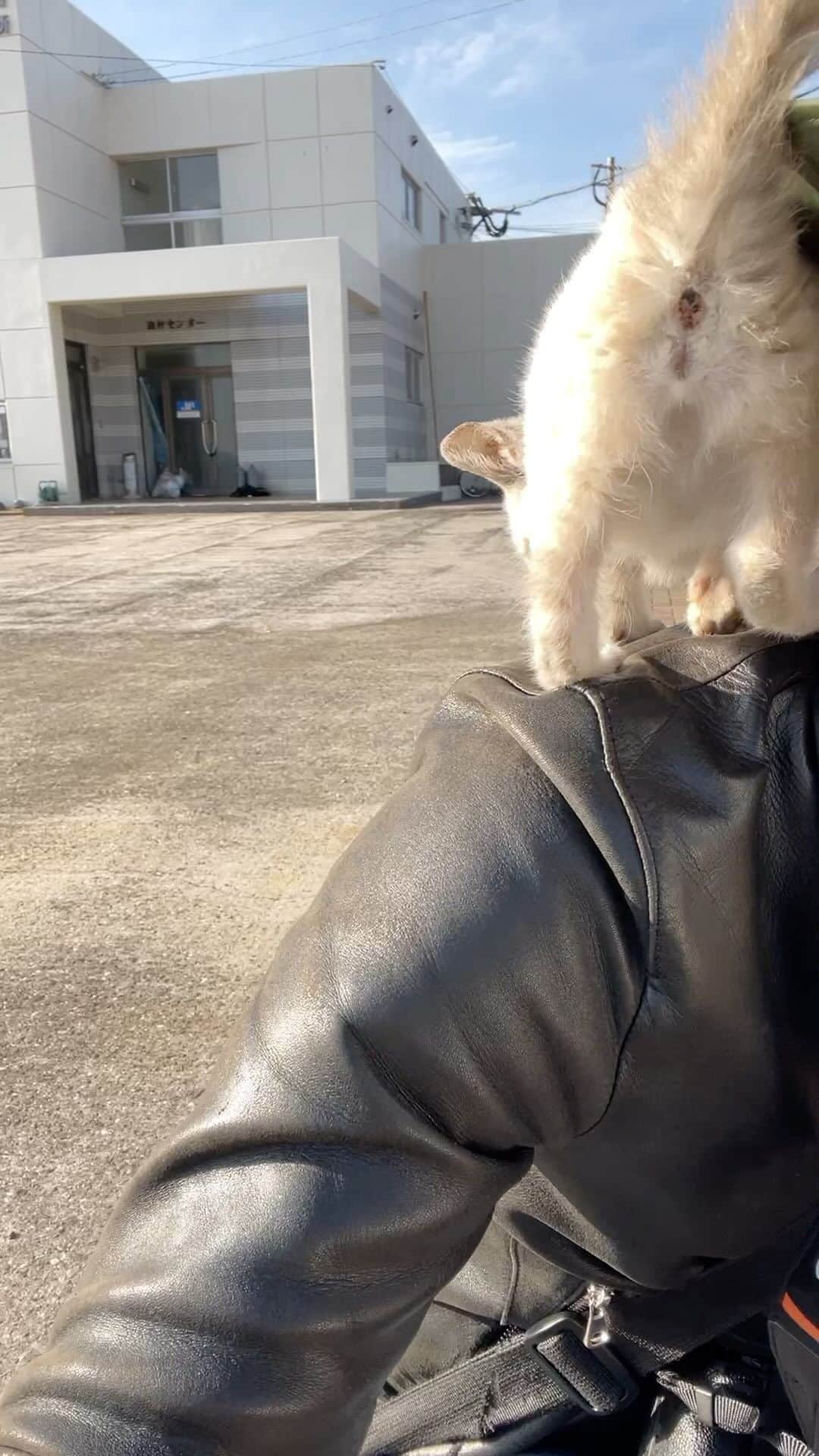 五十嵐健太のインスタグラム：「肩乗り子猫 #シャムミックス　#シャムトラ　#猫　#cat #雑種猫」