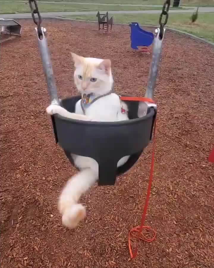 のインスタグラム：「From @toastedmarshmallowolaf: "Swinging into the weekend" #catsofinstagram」