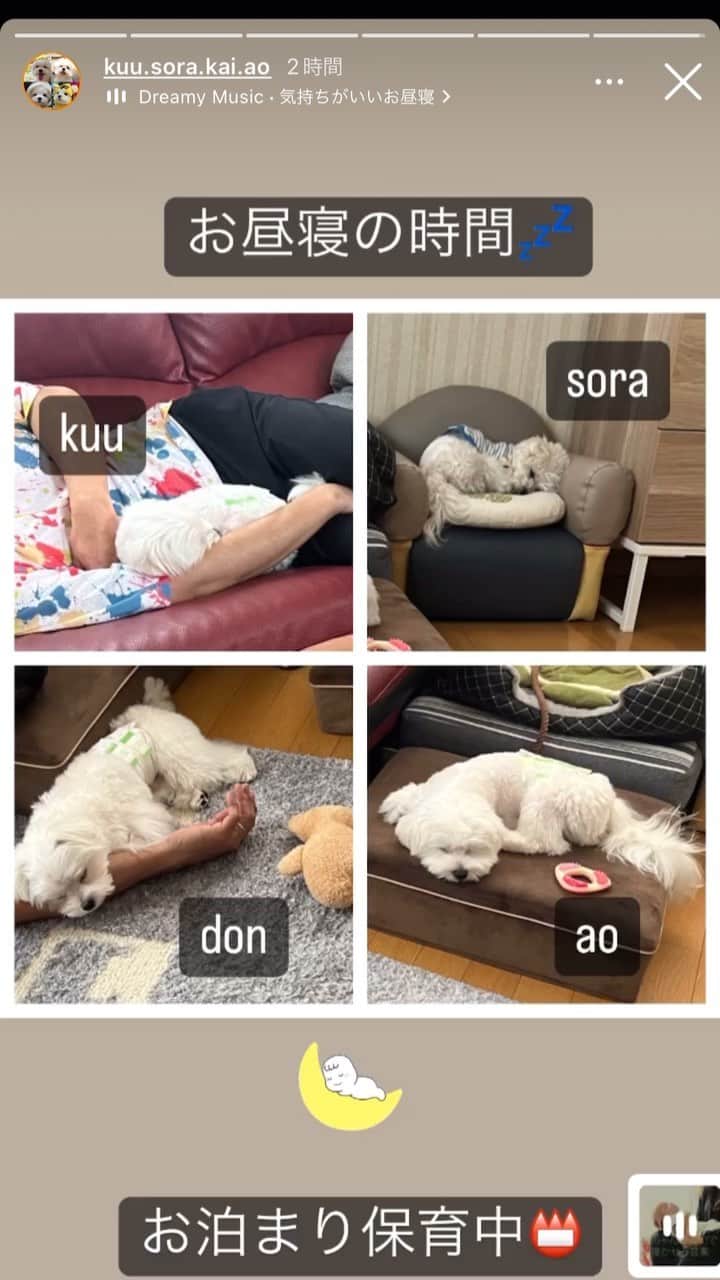 マルチーズ兄妹♡おかゆとおもちのインスタグラム：「…🐶🐶🐶🐶🤣 . . 昨晩から、丼ちゃんは丁稚奉公の旅に出掛けました❗🐶🤣 . 丁稚奉公先は、あおお坊ちゃまのお宅🏡 @kuu.sora.kai.ao  @kuu_sora_kai_ao  . あおお坊ちゃまのお相手は上手くできてるか心配… . あおお坊ちゃまママのストーリーでその様子が👀 . 😂😄😆 .  #お泊まり  #丁稚奉公  . #maltese #maltesepuppy #malteselovers #malteselife  #puppy #puppyoftheday #puppylife  #パピー #子犬 #子犬のいる暮らし #こいぬ #こいぬのいる暮らし #okayusan  #エブリドッグ #happydog #dogstagram #doglover #doglife  #マルチーズ #マルチーズパピー #マルチーズインスタグラム #cutedog #instadog  #マルチーズ部  . .」