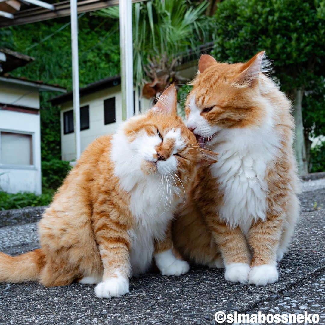 simabossnekoさんのインスタグラム写真 - (simabossnekoInstagram)「・ いちこ＆とと😽😸 白ソックスの仲良しさん✨ The cats in white socks are good friends💕 ・ ・ #しまねこ #島猫 #ねこ #自由猫 #にゃんすたぐらむ #猫写真 #みんねこ #catsofinstagram #過去pic #cats_of_world #catloversclub #pleasantcats #catstagram #meowed #ig_japan #lumixg9」7月3日 9時00分 - simabossneko