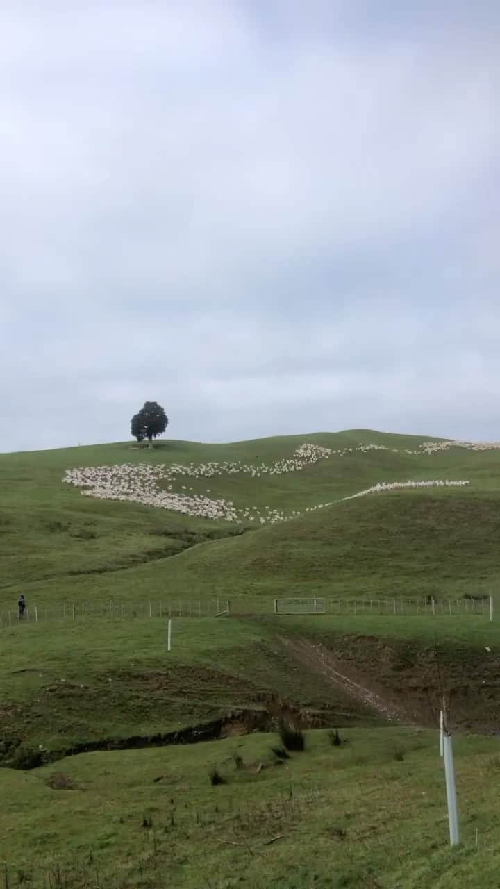 ヒュー・ジャックマンのインスタグラム：「Mesmerizing!  Repost: @nzfarming @nzpasturefed」
