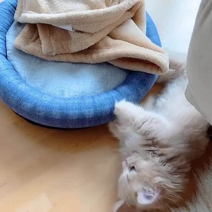 のインスタグラム：「From @nicodiary0716: "本日のfunny nico⁠ ⁠ ベッドの使い方⁠ ちがう〜😂😂😂" #catsofinstagram」