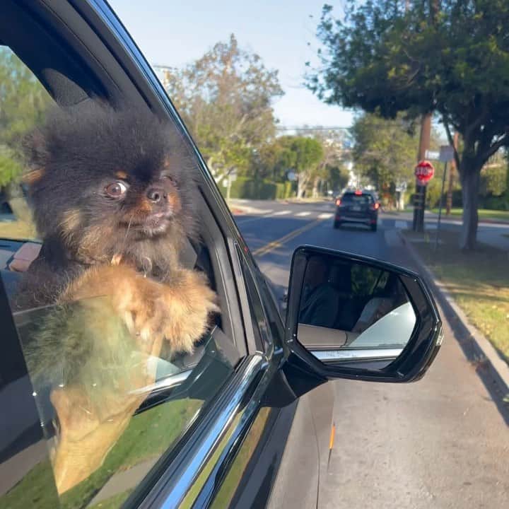 ライオネル・リッチーのインスタグラム：「Wheee…… Las Vegas here I come …. 🐾  see you all tonight @wynnlasvegas」