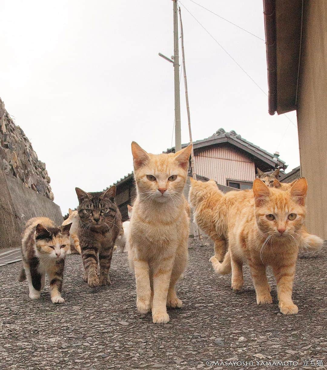 山本正義さんのインスタグラム写真 - (山本正義Instagram)「ようこそ。  Welcome  #ねこ #猫 #cat #cats」7月3日 8時26分 - tachineko.ym