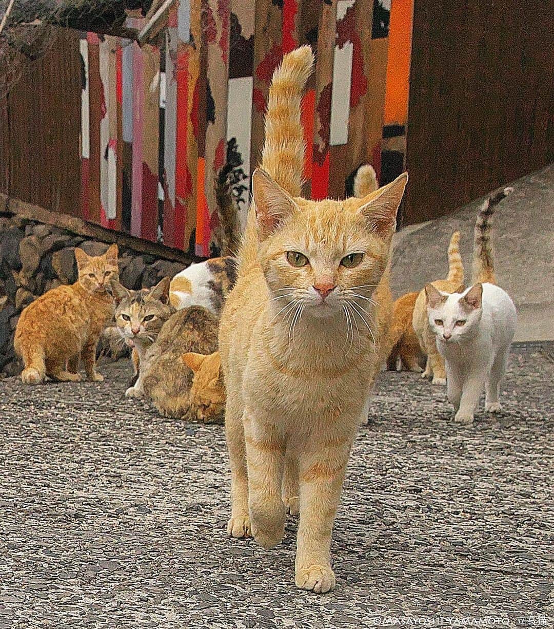 山本正義さんのインスタグラム写真 - (山本正義Instagram)「ようこそ。  Welcome  #ねこ #猫 #cat #cats」7月3日 8時26分 - tachineko.ym