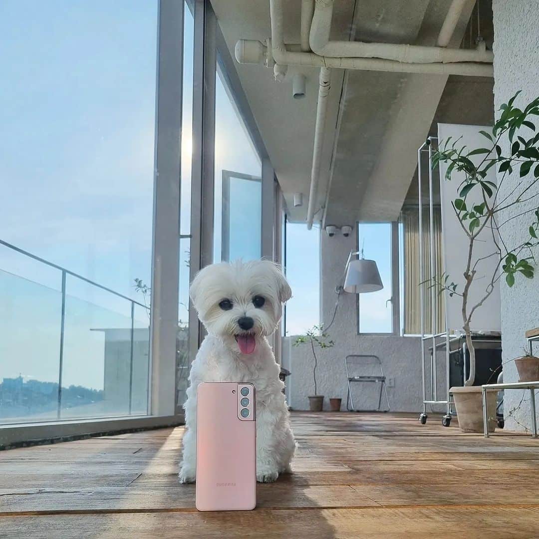 minikkallongのインスタグラム：「나쫌귀엽긔?🐶 #관종#빙수#셀카#개딸#사랑해」