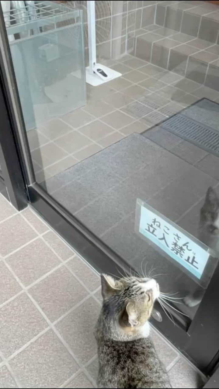 五十嵐健太のインスタグラム：「ねこさん立入禁止 #猫　#cat」