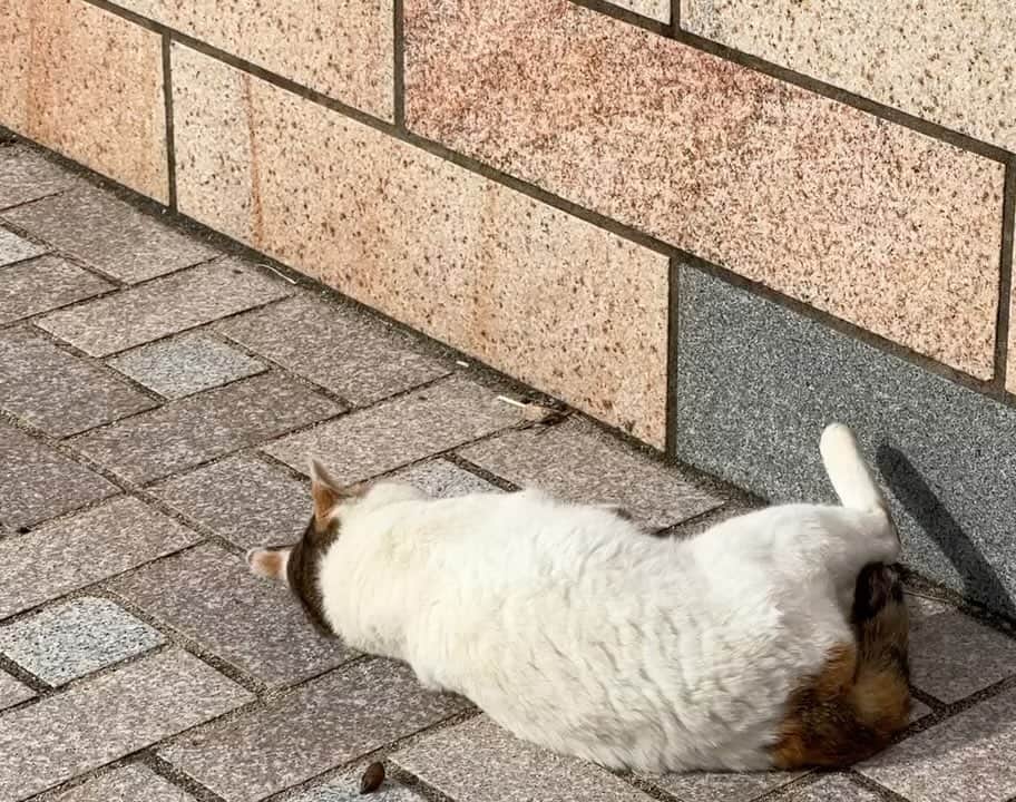 五十嵐健太のインスタグラム：「日向ぼっこ日和(=^x^=) #猫　#cat #三毛猫」