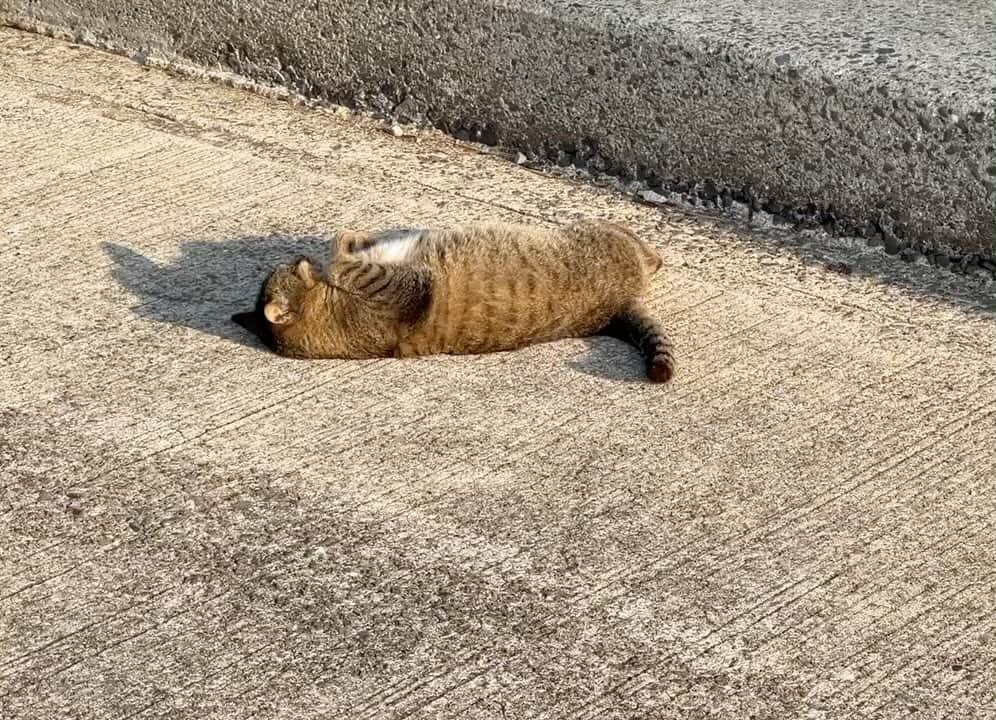 五十嵐健太のインスタグラム：「毛繕いをしっかりしよう^ ^ #猫　#cat #キジトラ　#飛び猫  #きじとら猫」
