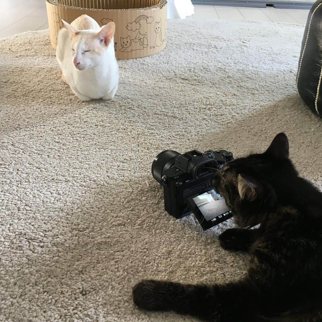 五十嵐健太のインスタグラム：「猫撮影会 #猫　#cat #猫カフェ　#猫の屋おでん  #飛び猫  #ペット撮影会」