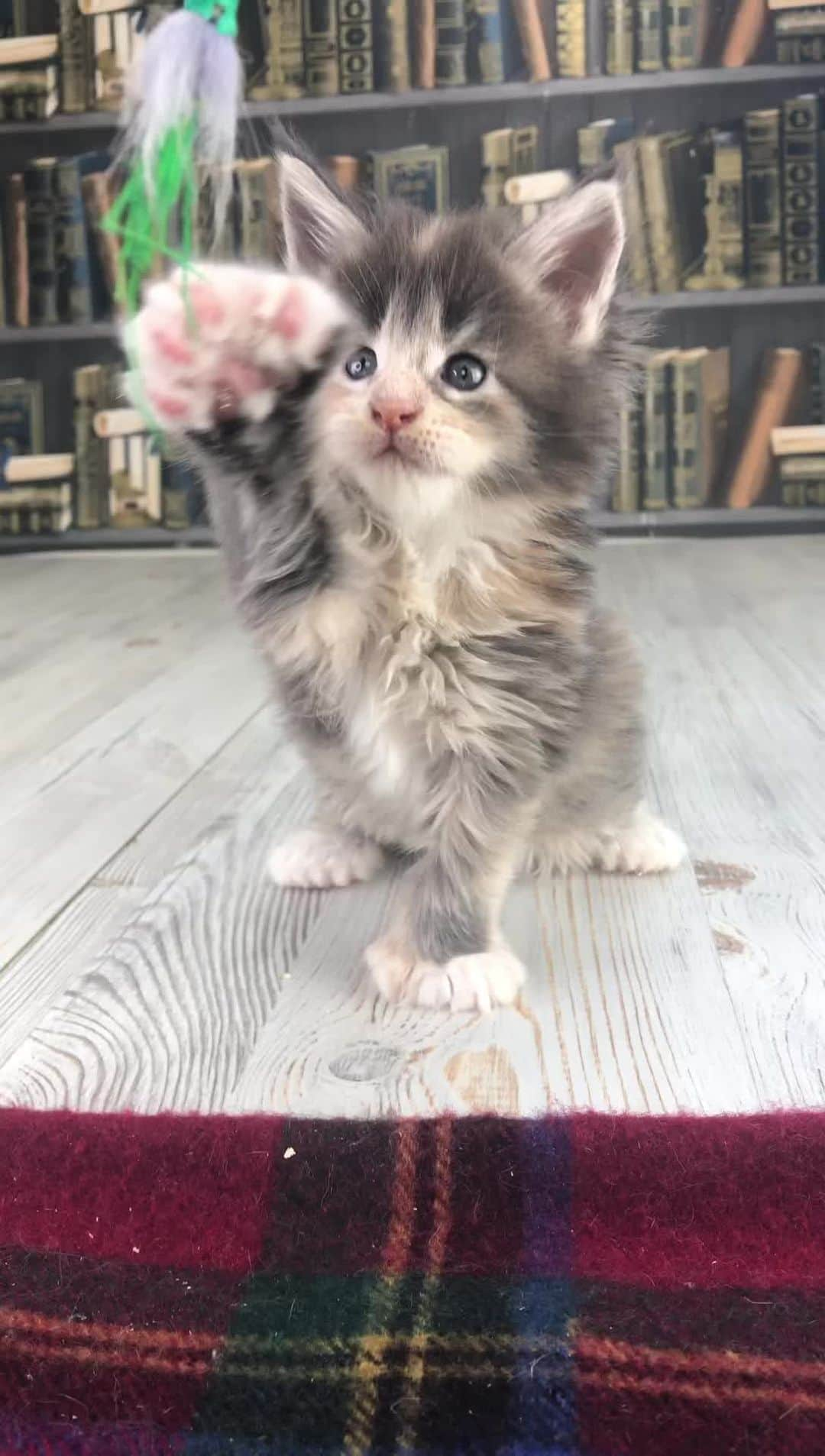 МейнКун MaineCoon Питомникのインスタグラム：「Cybercoon Vanilla Sky, poly girl 7-7-6-6, 4 weeks old.」