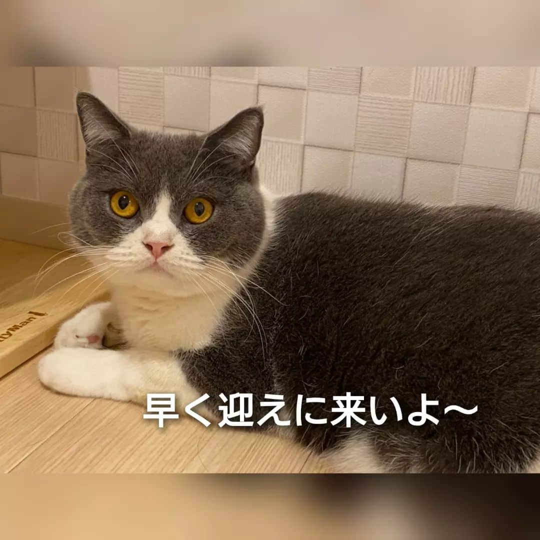 高橋靖子さんのインスタグラム写真 - (高橋靖子Instagram)「今日もお利口さんにしてたニャー🐈 #猫  #今日のトト  #お泊まりトト  #ブリティッシュショートヘア  #cat  #にゃんすたぐらむ  #猫のいるくらし  #고양이  #브리티쉬숏헤어  #토토  #吉本新喜劇  #よしもと新喜劇  #新喜劇」7月3日 21時17分 - oyasupororo