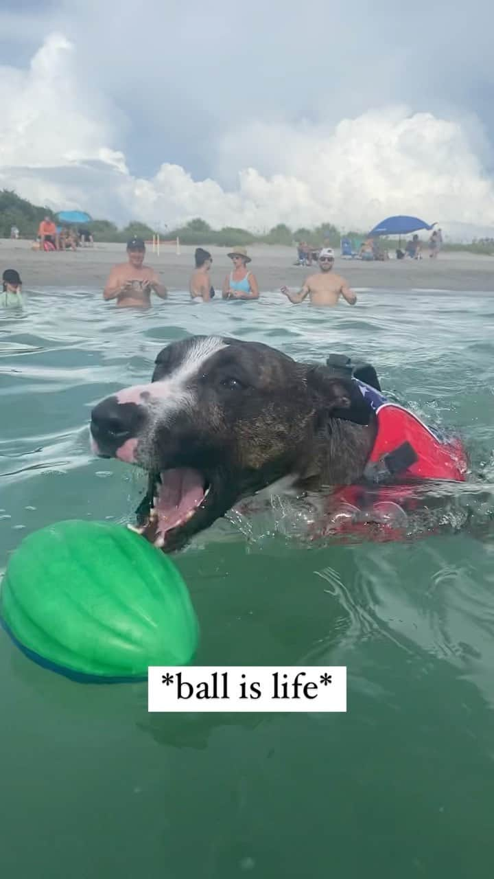 サミュエル・ミクラクのインスタグラム：「Getting to explore new places with my best friend 🐶🥰」