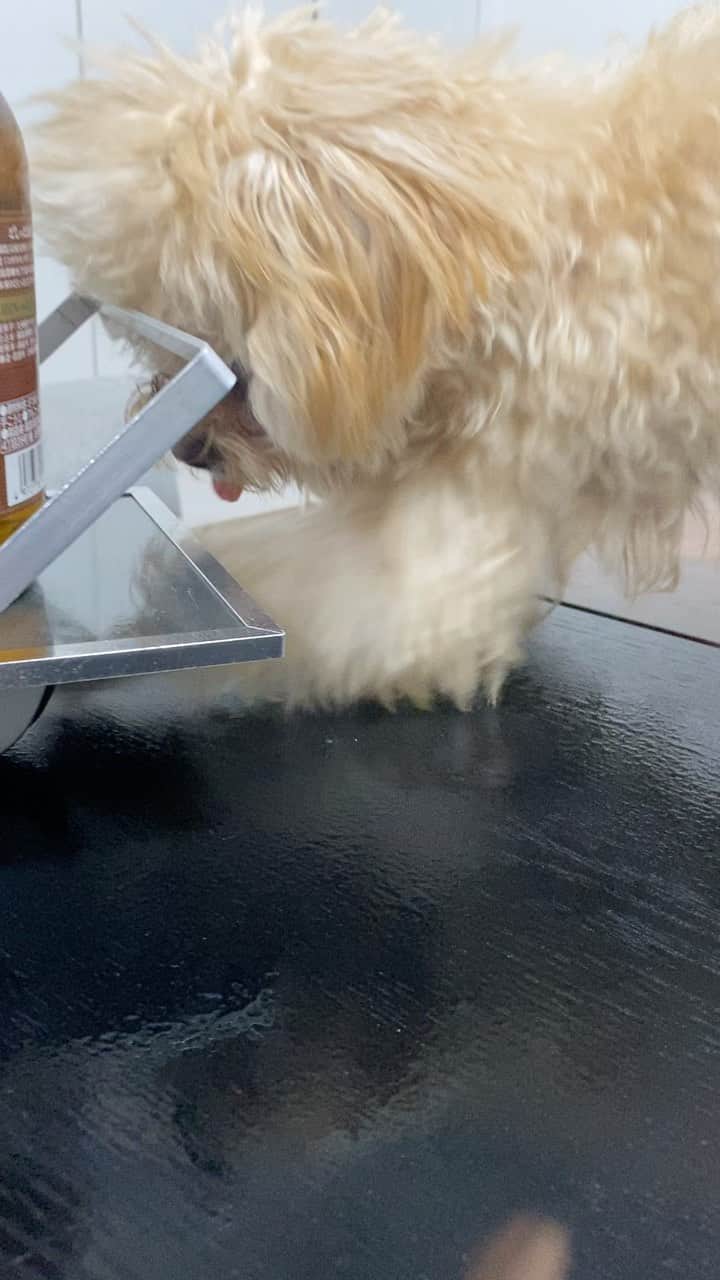 井上裕介のインスタグラム：「必死に器に入った漬物を取ろうとするチョコ。  #チョコ #家族 #犬 #保護犬 #トイプードル #チワワ #ミックス #涙やけ #パテラ」