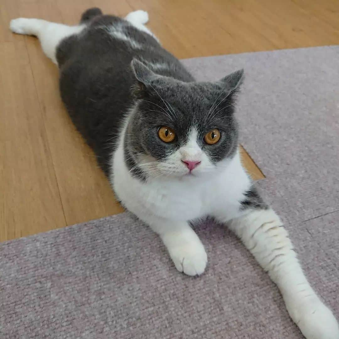 高橋靖子さんのインスタグラム写真 - (高橋靖子Instagram)「ただいま〜🐈(おやすが迎えに来てくれたけど、キャリーに入るのが嫌で、シャー💀💢ってやっちゃった💦30分も機嫌が悪くなって、なかなか帰れなかったよ💦) #イカ耳トト  #ご機嫌ななめ #猫  #ブリティッシュショートヘア  #cat  #トト  #2才  #にゃんすたぐらむ  #猫のいるくらし  #고양이  #브리티쉬숏헤어  #토토  #吉本新喜劇  #よしもと新喜劇  #新喜劇」7月4日 11時39分 - oyasupororo