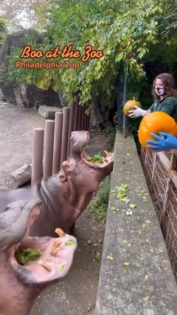 animalsのインスタグラム：「Dinner time! 🎃  Video by: @koryaversa」