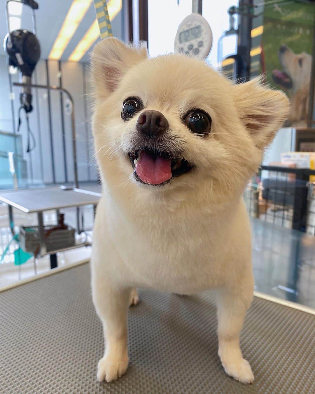 のインスタグラム：「🫧🛁🫧 さすち久しぶりのしゃんぽー！🫧 ちょっと間あいちゃったからね、やっと行けました！ みてください、この笑顔！ どうですか、このモフみ！ とってもスッキリしました〜！ だいすきトリマーのお姉さんにも会えてご機嫌くんです☺️  #うちのいぬサスケ #うなぎいぬ？ #シャワー浴びるとおじいちゃんみたいになる犬」