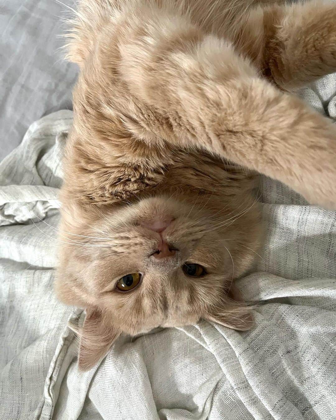 sarimaru(国木田さりまる)のインスタグラム：「🐈」