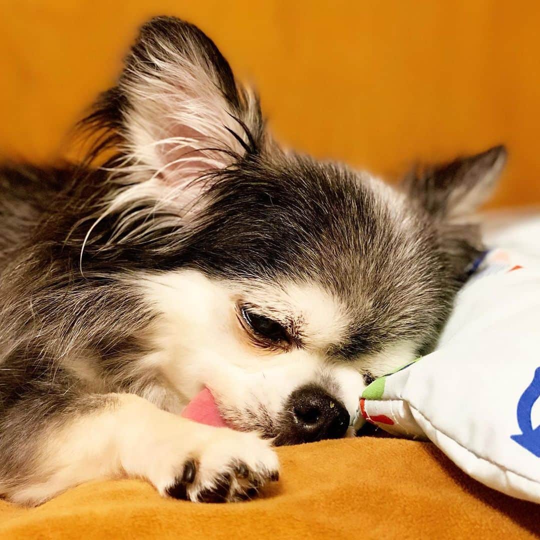 風花舞さんのインスタグラム写真 - (風花舞Instagram)「☪︎*ɢᵒᵒᵈ ɴⁱᵍʰᵗ *☪︎  #ちわわ#チワワ#ちわわ大好き#ちわわ親バカ部#チワワ部#チワワ大好き#かわいい#癒し#家族#仲良し#幸せ#動物#チワスタグラム#animal#dog#family#chihuahua#chihuahuas#chihuahualove#chihuahualife#cute#sweet#happy#treasure#love」7月5日 0時46分 - kazahanamai_official