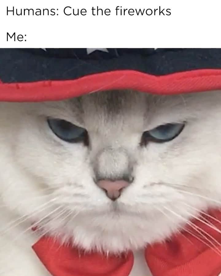 のインスタグラム：「This July 4th, I’ll be celebrating under the bed.」