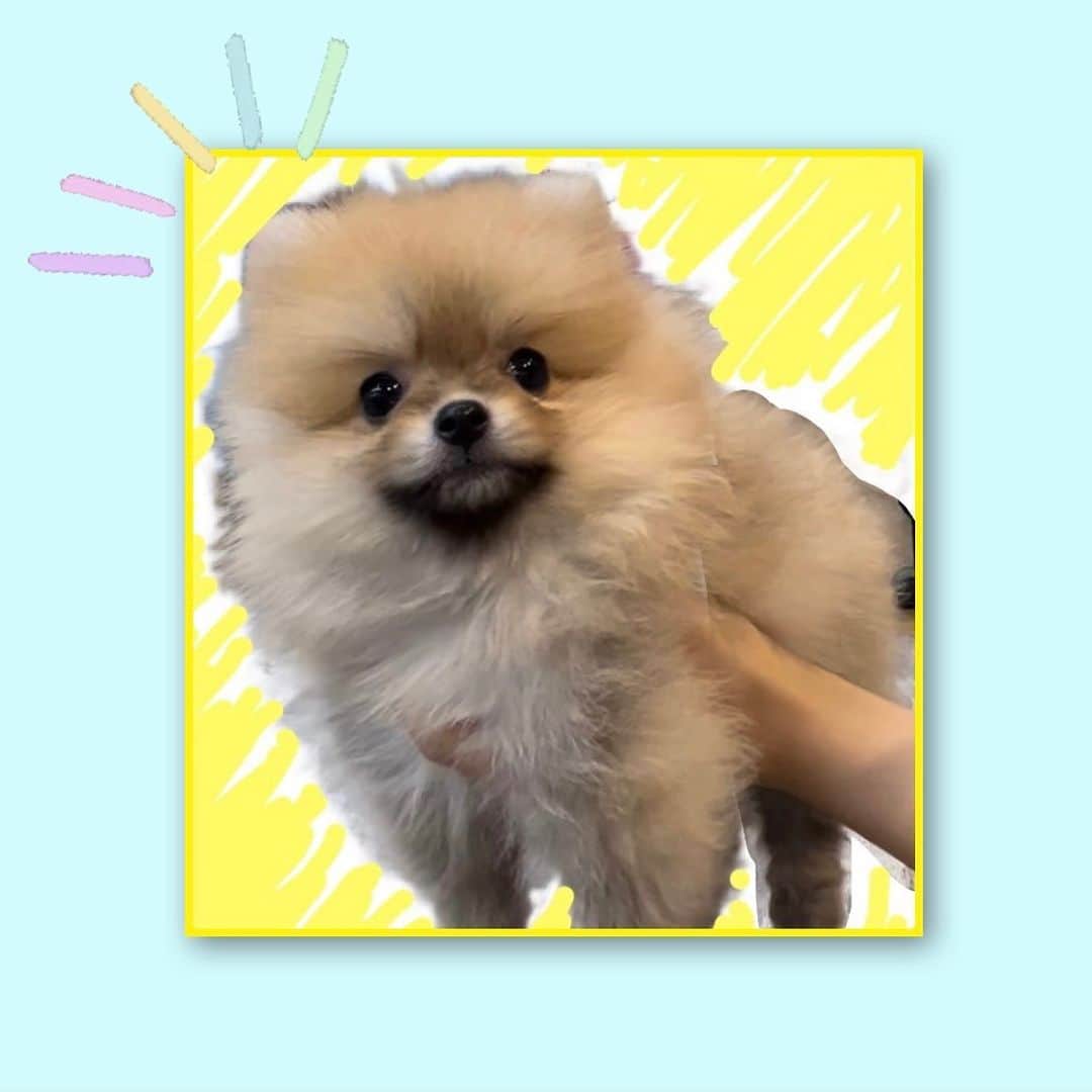 のインスタグラム：「新しい家族、ポテっち🐾 ⁡ 今は5ヶ月になって写真の頃より 大分大きくなりました✨ ⁡ 一度大病をしていることもあって 元気でいてくれるだけで愛おしく尊い存在です。 今はポメラニアン特有の猿期真っ只中で お猿さんのように顔周りの毛が抜けてます🐵笑  #ポメラニアン #ポメラニアン部 ←発見したハッシュタグ...なんだろう??」