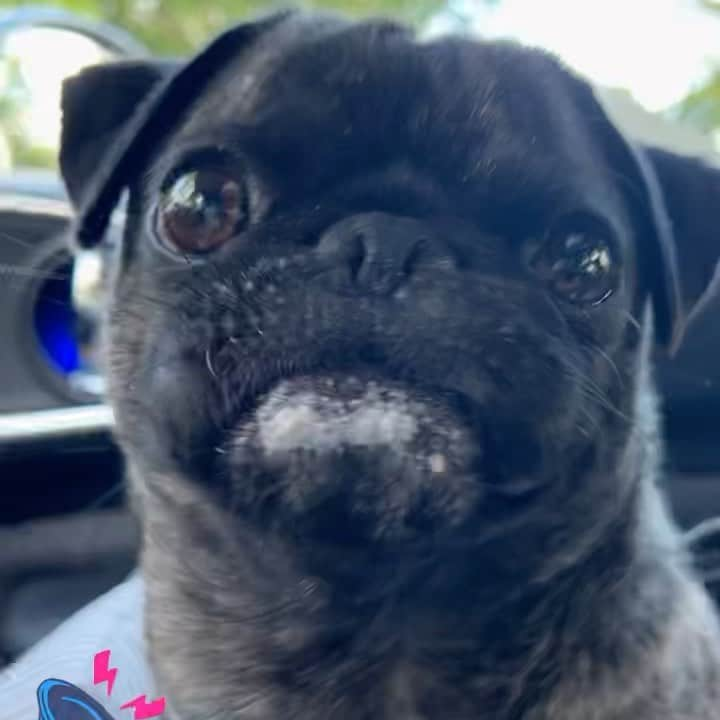 pugsofinstagramのインスタグラム：「🍦Had to post Archie’s ice cream covered chin and the best pug burp. 🍦#hotpugsummer #icecream #pug」