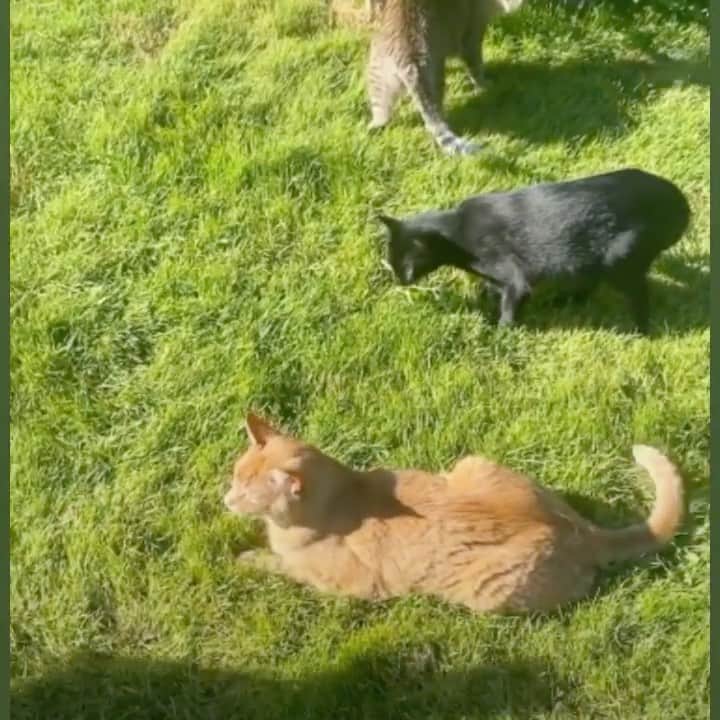 のインスタグラム：「The three.」