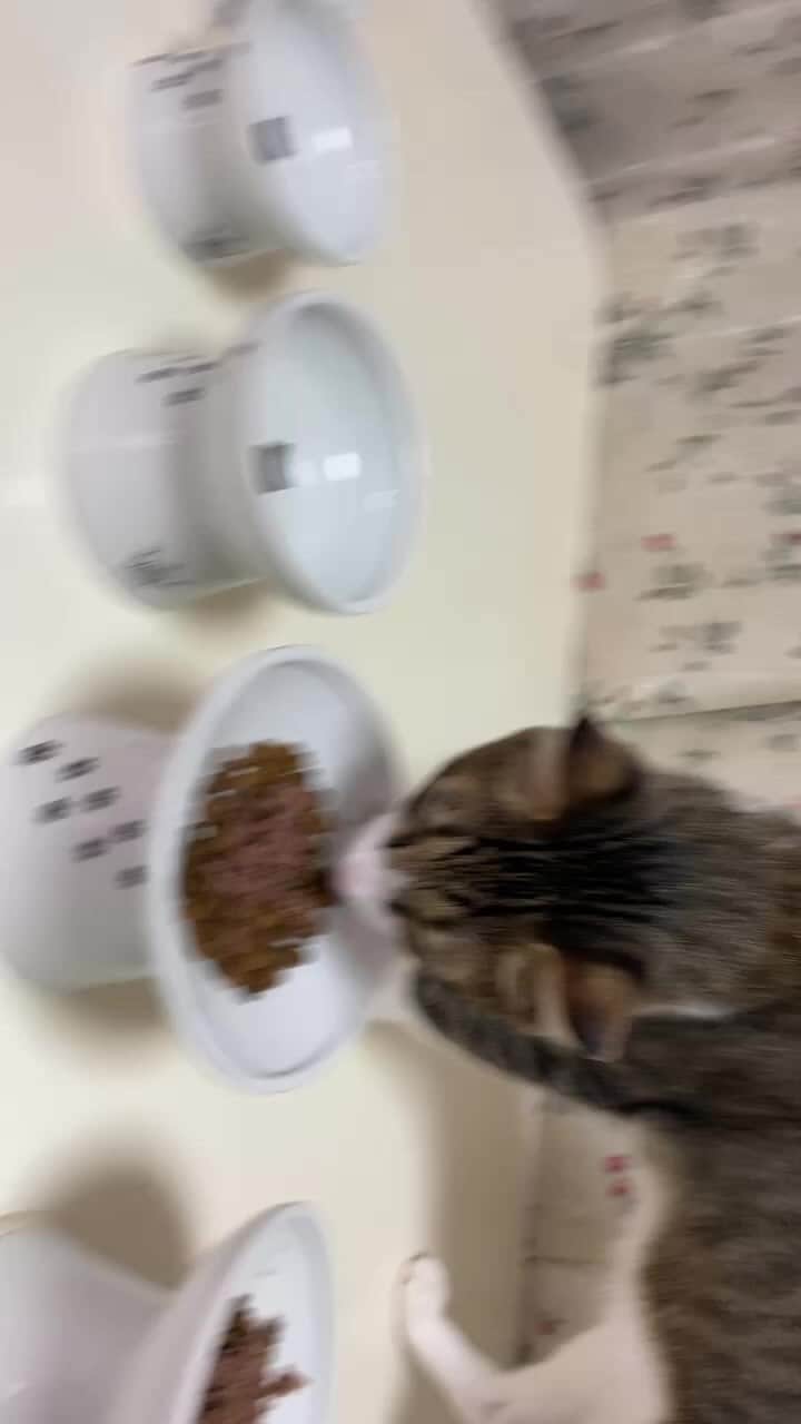 猫壱（ねこいち•ネコイチ）のインスタグラム：「【Instagramライブ　アーカイブ】  ハッピーダイニングでモグモグ会🥺 かと思ったら…💦 自由な猫がモグモグするライブと質問にお答えしています👍」