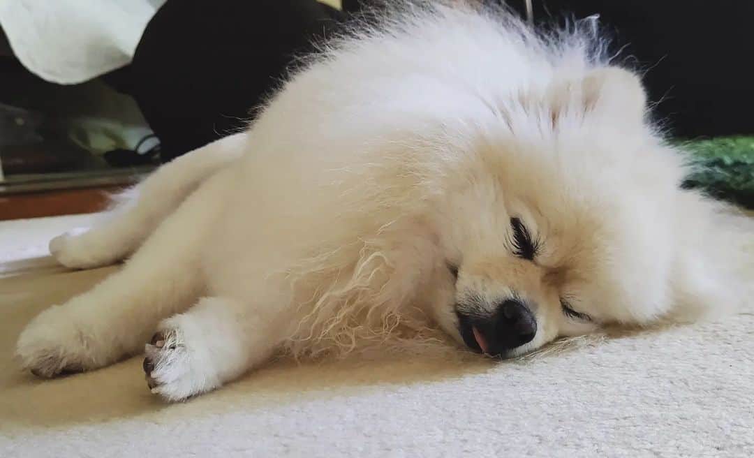 京野美麗のインスタグラム：「😪 💤」