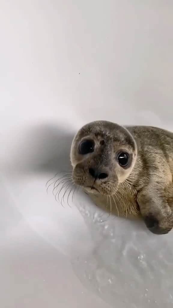 animalsのインスタグラム：「Bath time! 🦭🛁 Video by: @sealrescueireland」