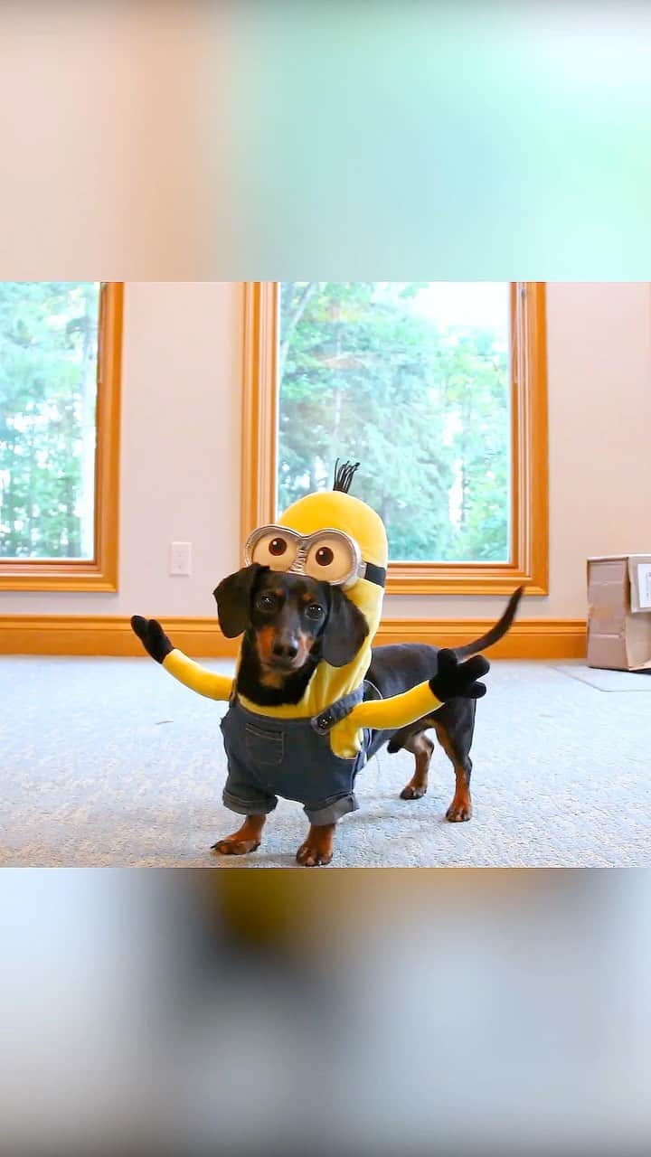 Crusoe the Celebrity Dachshundのインスタグラム：「“A classic throwback/remake of one of my original and most viral vids from way back! What was the first Crusoe video you ever saw?” ~ Crusoe」