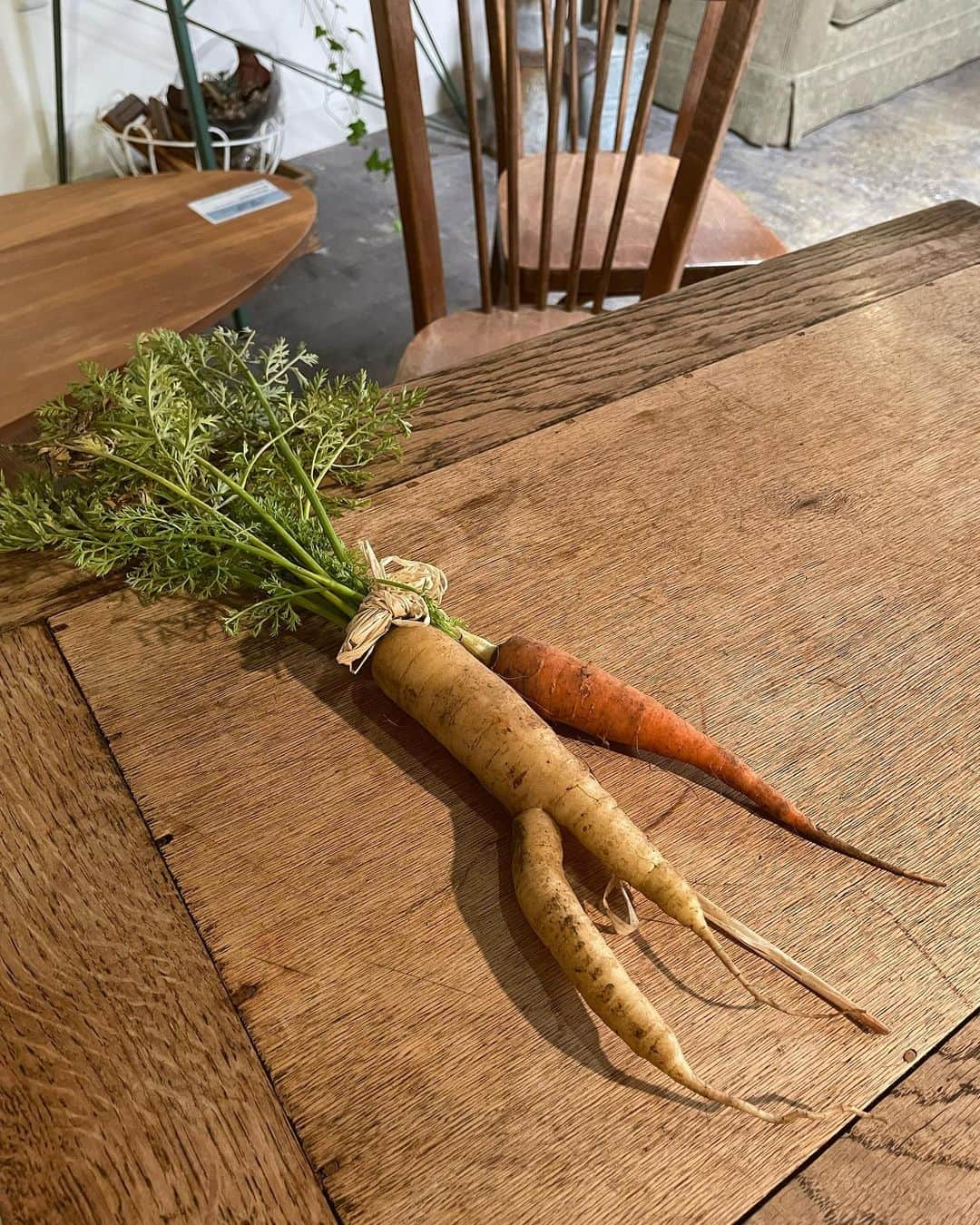 宮崎由加さんのインスタグラム写真 - (宮崎由加Instagram)「🥕🥕🥕 ⁡ 先日事務所の先輩の加藤紀子さん (@katonoriko )から 加藤さんが育てた採れたてのニンジンを頂きました🙏✨ ⁡ サラダで食べるのがおすすめと教えてもらったので お家に帰ってすぐ細切りにしてサラダで食べました！ オレンジの方は切ると中がさらに鮮やかなオレンジでとっても甘かった🤤🤤 もう一つの方は水分量が多くてみずみずしくてこっちもとっても美味しかった〜！！ ⁡ 加藤さんにはお世話になってばかりです、、！ 加藤さんの作った美味しいお野菜食べれて幸せです❤️‍🔥 ありがとうございました✨ ⁡ ⁡ そして今夜放送　TBS「ふるさとの未来」 今夜はいつもと時間が違って深夜1:05〜です。 先週に引き続きおやつカンパニーさんをご紹介します。 お楽しみに〜！ ⁡ #加藤紀子 さん #宮崎由加 #tbs #ふるさとの未来　 #ニンジン #お野菜 #お裾分け」7月6日 21時10分 - yuka_miyazaki.official