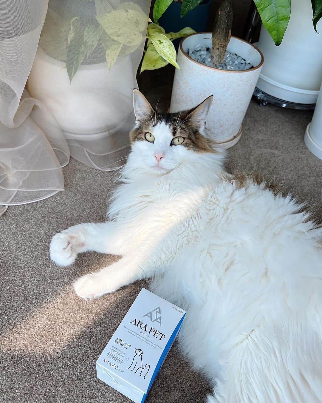 のインスタグラム：「🐈  最近、見つけたよき商品紹介するなり〜🕺  ARA PAT ペット用サプリ👍🏻 http://arapet.shop  このサプリ、わんちゃんにも猫ちゃんにも飲ませることができます😏  たまにフラン体調崩す事あるからサプリで補助できるのたすかる🙏🏻  粉末タイプだから、尚良し！ フラン錠剤だと上手に錠剤だけ吐き出すんだよね笑 フランには長生きしてもらいたいから、健康維持や免疫力UPサポートがんばる☺️  #PR #ARAPET」