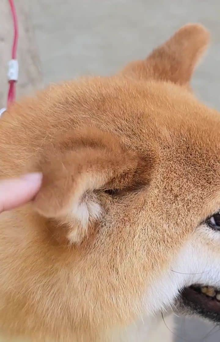 柴犬たま Shibainu Tamaのインスタグラム