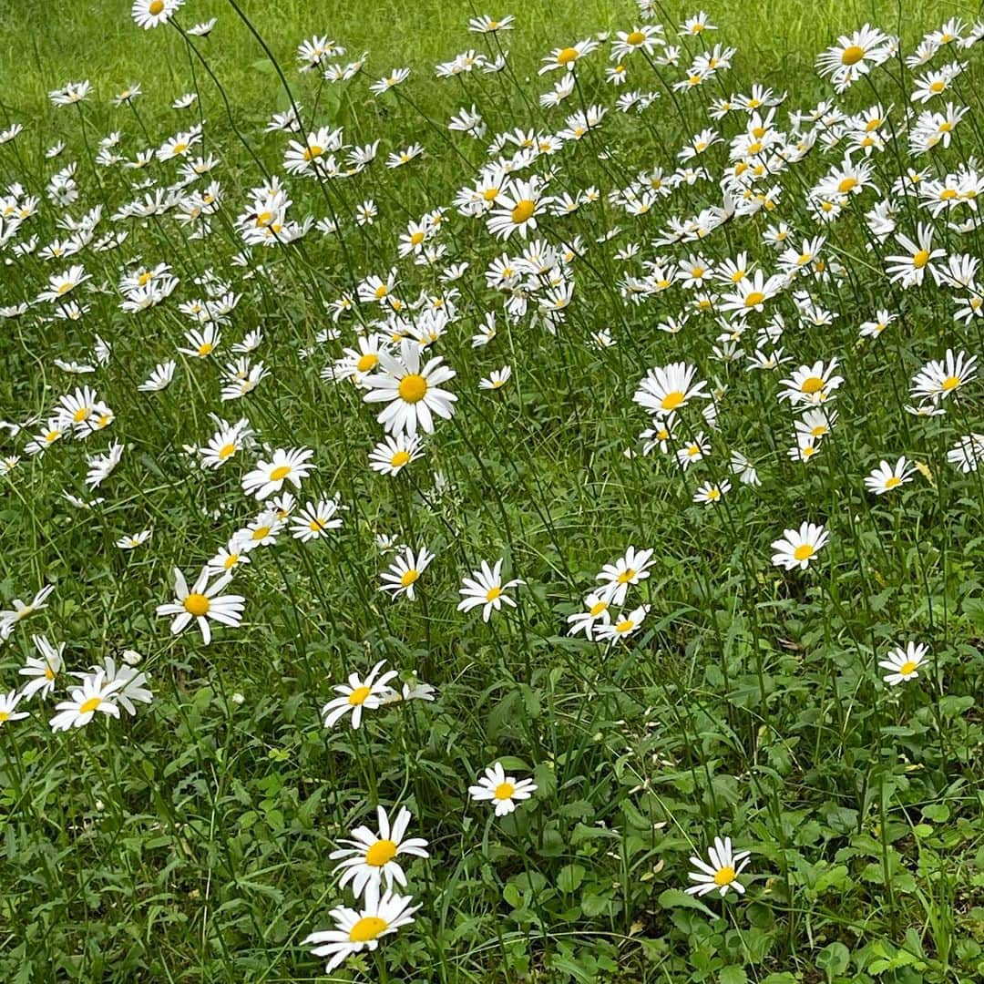 世良マリカさんのインスタグラム写真 - (世良マリカInstagram)「マーガレットかわいい〜🌼」7月6日 18時55分 - seramali_jsmn