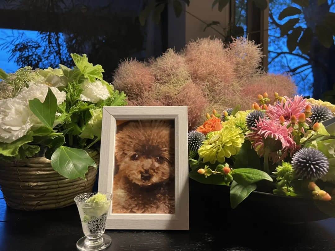 萬田久子さんのインスタグラム写真 - (萬田久子Instagram)「May she Rest in Peace❤❤❤ #トイプードル #愛犬 #カキ #10歳1ヶ月 #ありがとう❤ #だいすき❤ #萬田久子」7月6日 19時23分 - hisako.manda_official