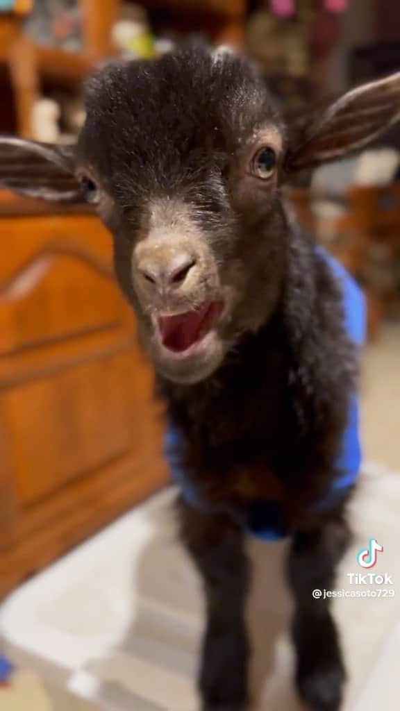 animalsのインスタグラム：「Happy Wednesday 🙂🐐 Video by: @jessicasoto1」