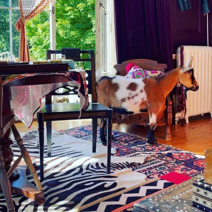 アリスバイテンパリーのインスタグラム：「Oh hello ❤️ neighbours goats visiting and quite happy house guests 🤩  #unicorn」