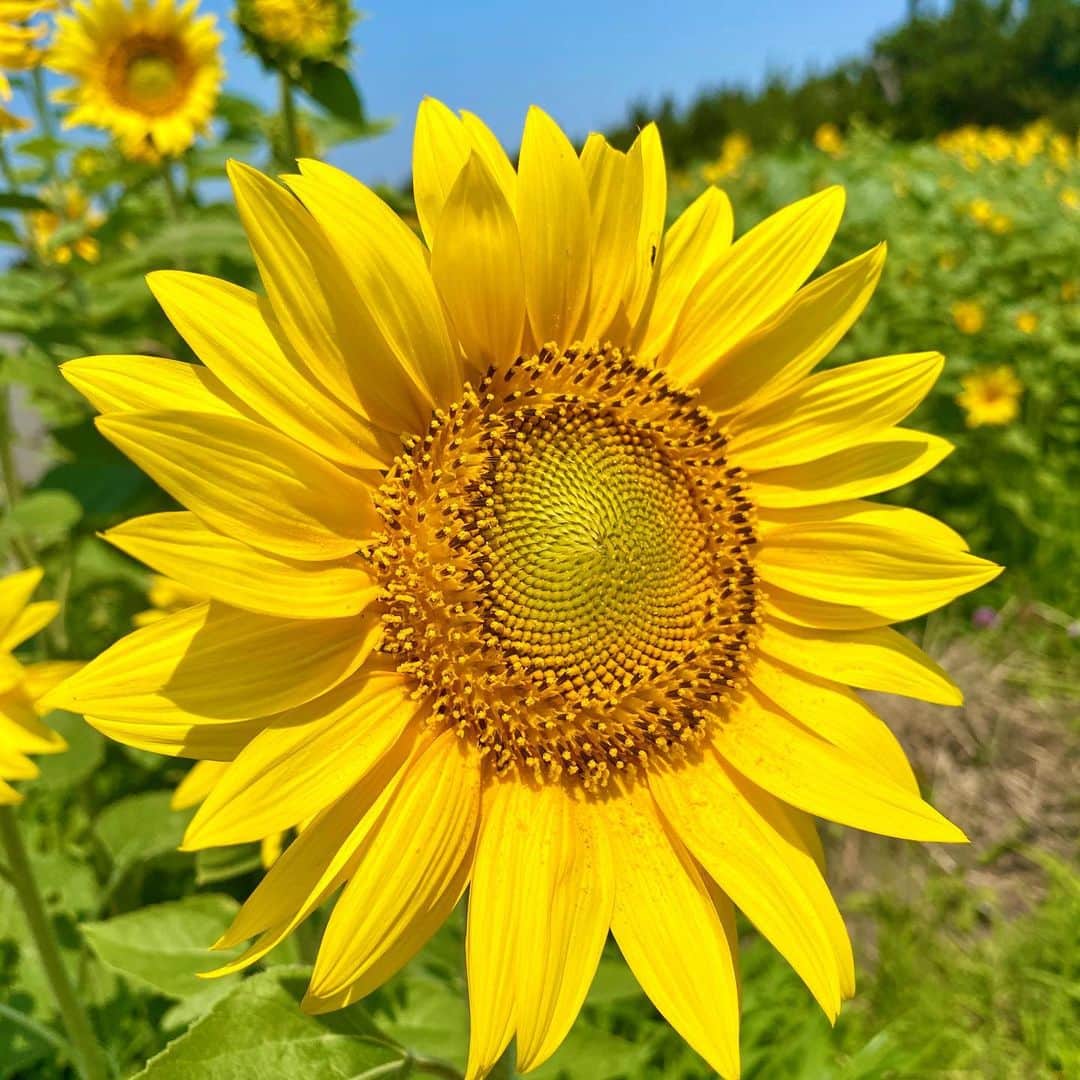 宮川紗麻亜のインスタグラム：「🌻 この前撮った鵠沼海岸のひまわり🌻 今年も咲いてきました✨ ホント可愛い〜！！！ひまわり畑は私のパワースポット✨  自撮りも撮らないとだね🐷🌻 この1ヶ月くらいは、ひまわり投稿が多くなりそうだね😜  今年は色んな所のひまわり畑に行きたいな〜🎶 オススメな場所があったら教えて下さいね🌻💗   #鵠沼海岸 #湘南 #海 #🏝 #ひまわり #ヒマワリ #向日葵 #sunflower #ひまわり畑 #パワースポット #powerspot #summer #夏 #大好きなお花 #yellow #powercolor #🌻」