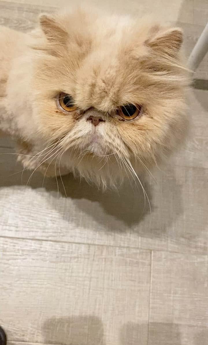 ミッシュのインスタグラム