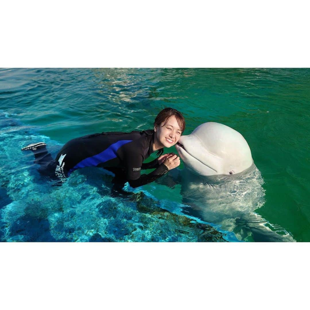 井上清華のインスタグラム：「好きな動物・イルカの私、 とっても楽しいロケでした🐬 白イルカちゃん、頭ぷにぷにで可愛かった、、😮‍💨💙  オタリアのレオくんも、 沢山水をかけてくれてありがとう🦭笑  #めざましテレビ #やってセイカ #白イルカ #オタリア」